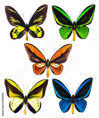 Set of five tropical Ornithoptera birdwing butterflies isolated © Fyle