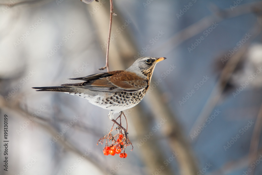 Fototapeta premium fieldfare. Turdus pilaris