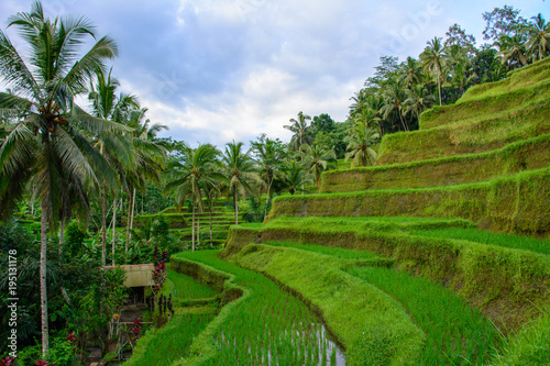 Tegalalang Rice Terrace in Ubud. Bali, Indonesia