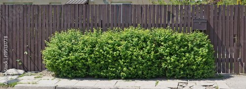 Long wooden fence and green bush on city street