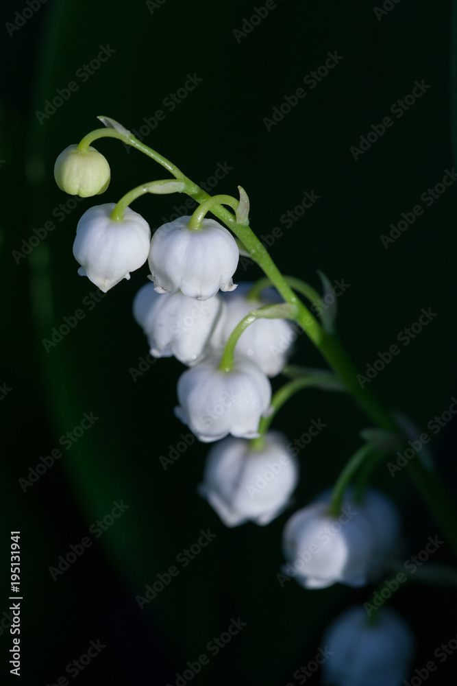 Lily of the valley flowers on a black background Lily of the valley flowers on a black background