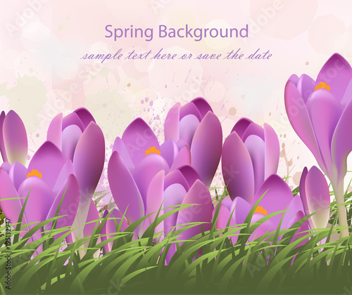Spring background with purple tulips Vector. Watercolor flowers and green gra...