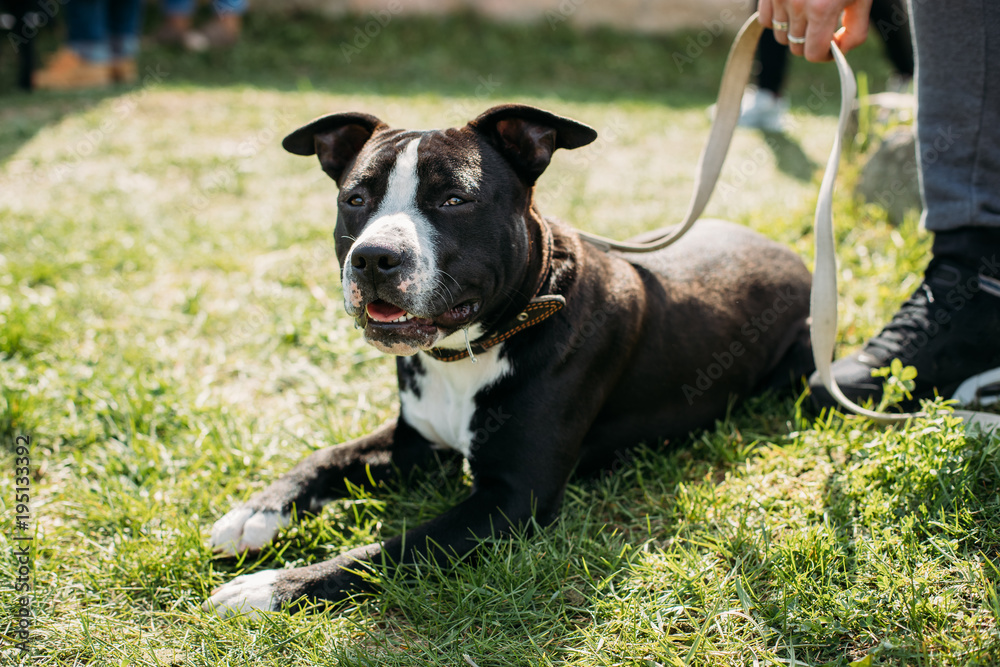 American Staffordshire Terrier Dog Lying In Green Grass