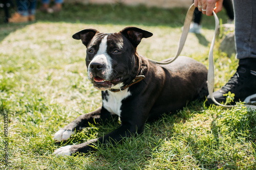 Slika na platnu American Staffordshire Terrier Dog Lying In Green Grass