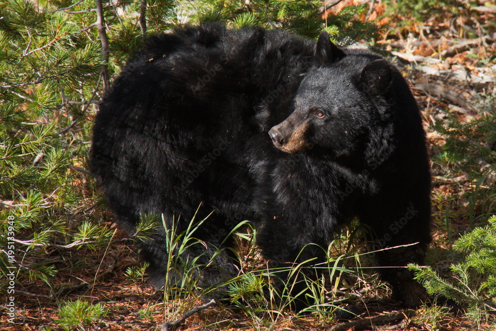 Black bear in Yellowstone National Park in Wyoming in the USA
Black bear in Yellowstone National Park in Wyoming in the USA