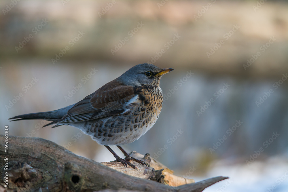 Wildlife photo - fieldfare bird turdus pilaris in its natural environment, Danubian wetland, Slovakia, Europe