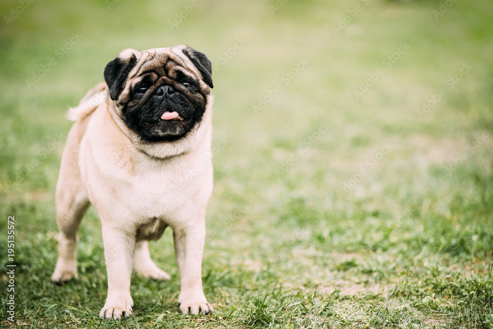 Young Pug Or Mops Standing In Green Grass
