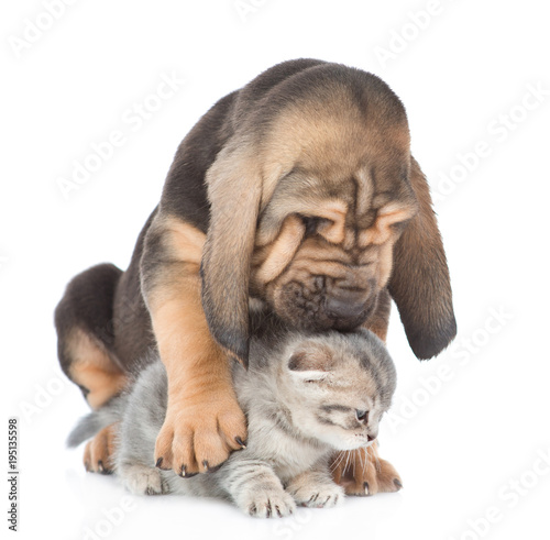 puppy hugs and kisses a kitten. isolated on white background