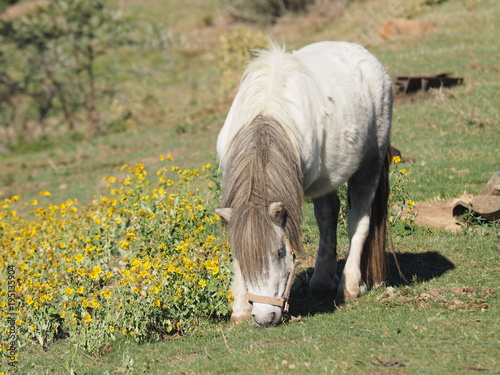 Pony in Blumen