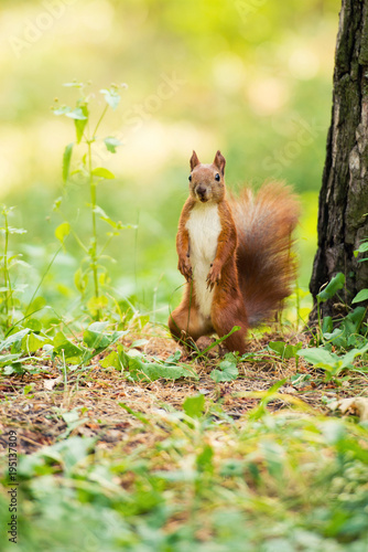 A red squirrel stands near a tree with a nut. © Yarkovoy