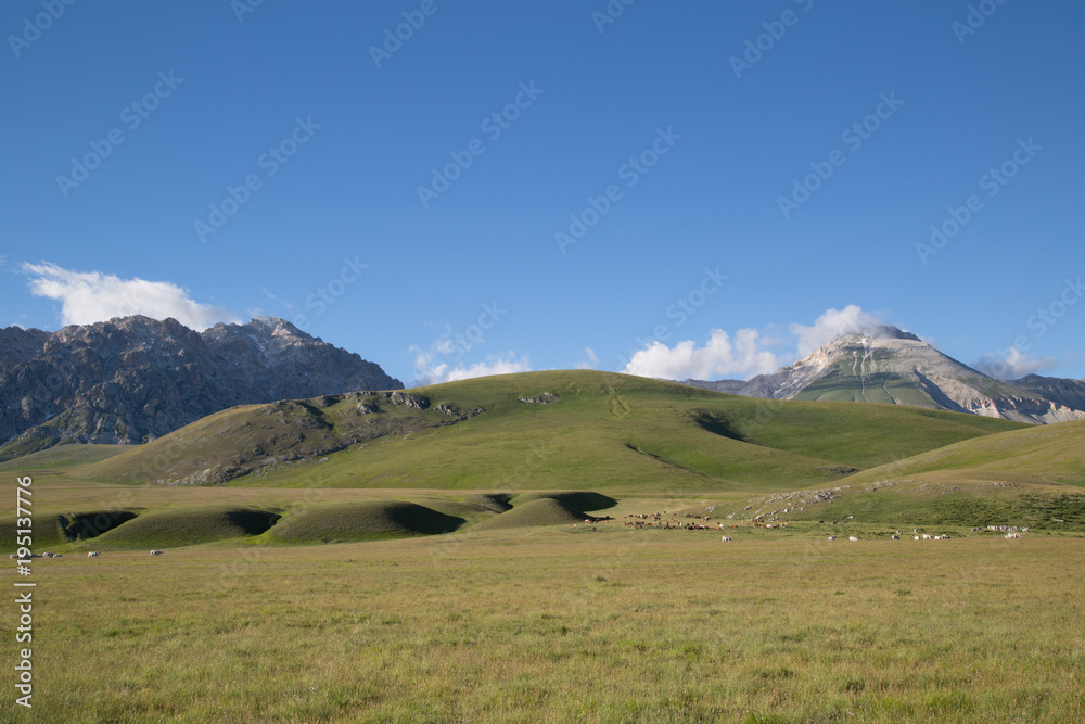 monte paradiso, on the horizon cima delle veticole, horses, cows, gran sasso national park