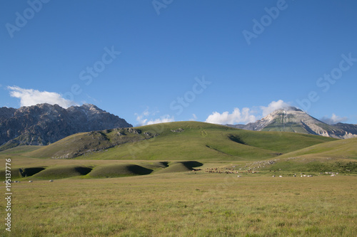 monte paradiso, on the horizon cima delle veticole, horses, cows, gran sasso national park
