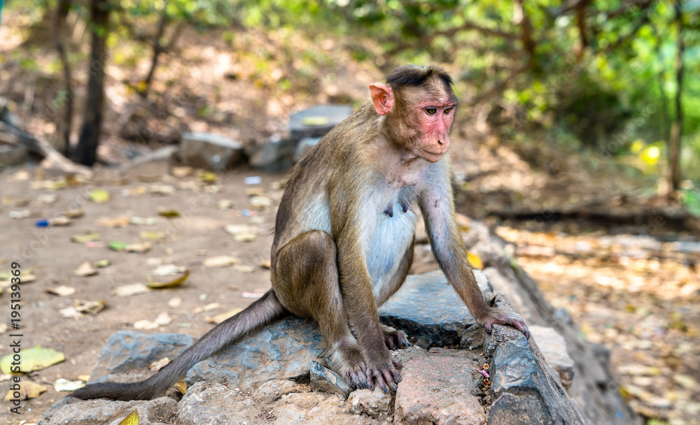 Fototapeta premium Bonnet macaque on Elephanta Island near Mumbai in India