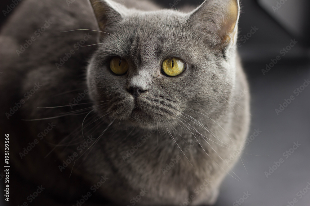 Portrait evil big gray cat British straight