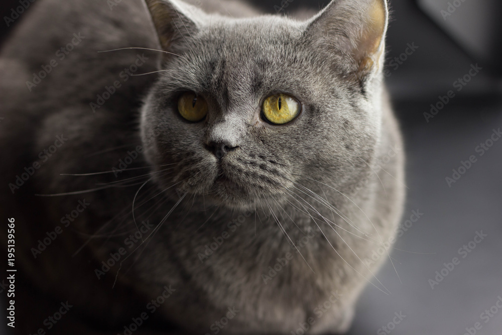 Evil hotsell grey cat