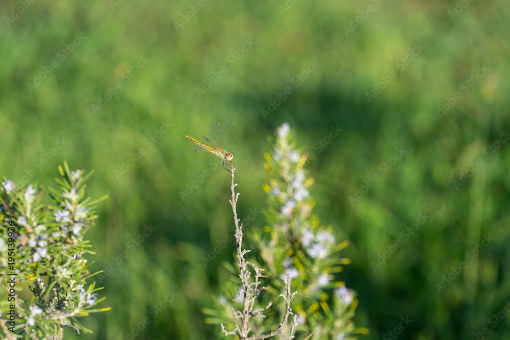 natural background with dragonfly sitting on a branch on a Sunny day. natural background with dragonfly sitting on a branch on a Sunny day.