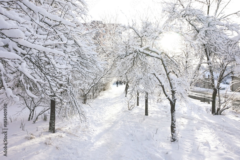 A tunnel created by snow-covered branches of trees, along which people go. The bright sun makes its way through the branches. In the background there is an urban landscape. A tunnel created by snow-covered branches of trees, along which people go. The bright sun makes its way through the branches. In the background there is an urban landscape.