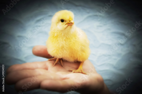  little yellow chicken on the person's hand, care and love for animals_