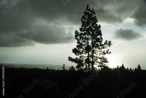 Moody pine