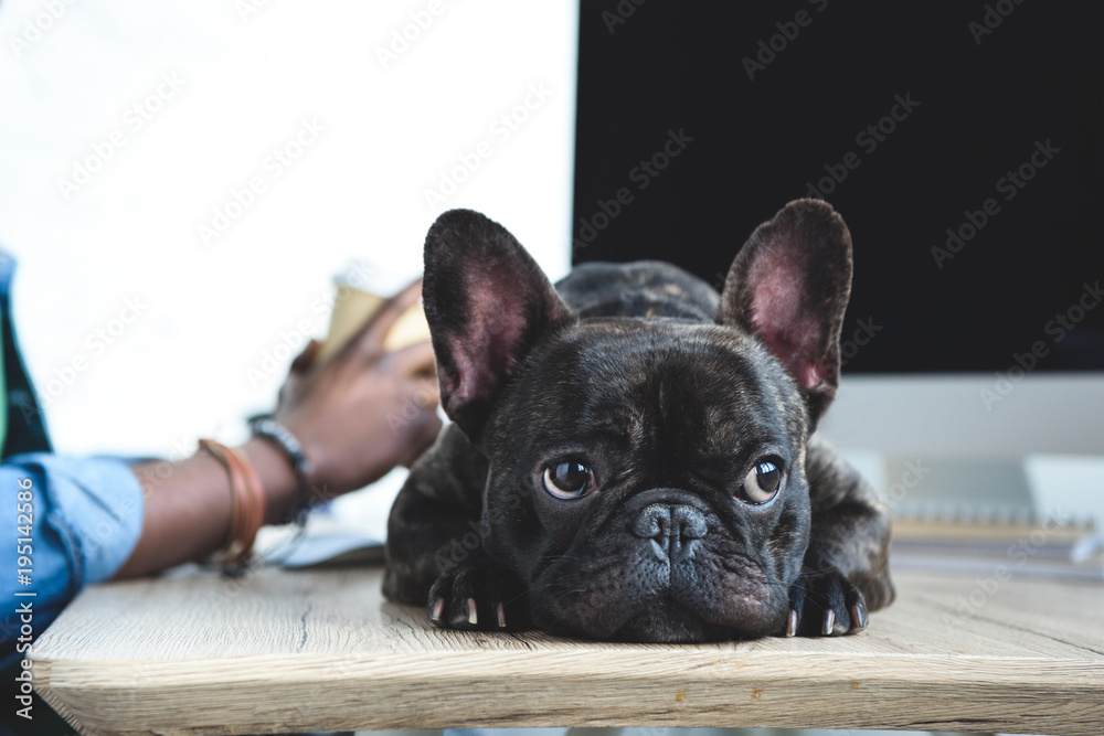 Bored dog waiting for African american man to finish work by computer
