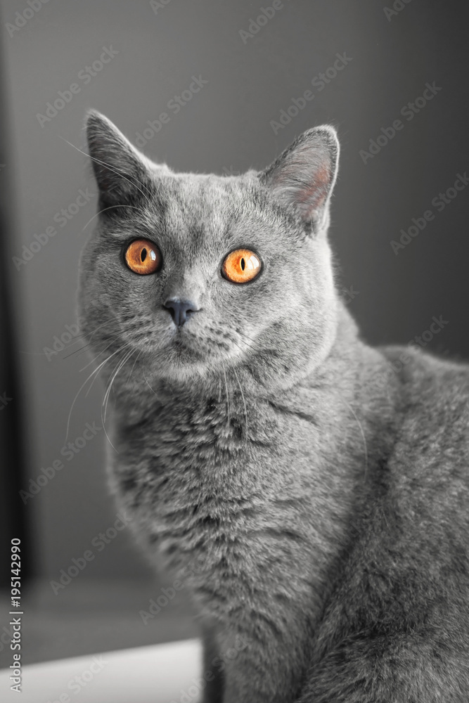 beautiful British gray cat, close-up portrait, Gray background, large yellow eyes