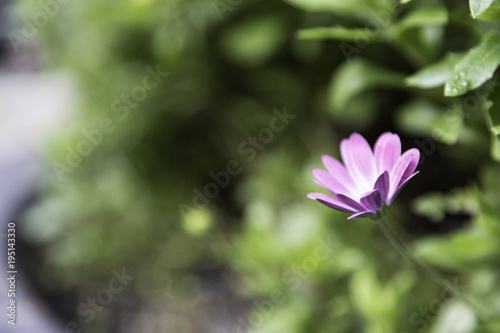 Beautiful lilac flower on green background