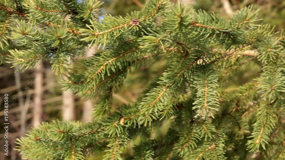 Close up of spruce branches waving in the wind. Close up of spruce branches waving in the wind.
