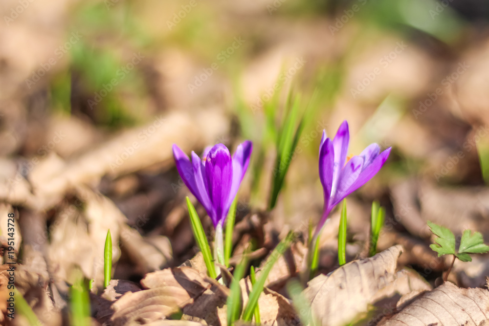 Close-up of early spring new growth, vibrant crocus flowers Close-up of early spring new growth, vibrant crocus flowers