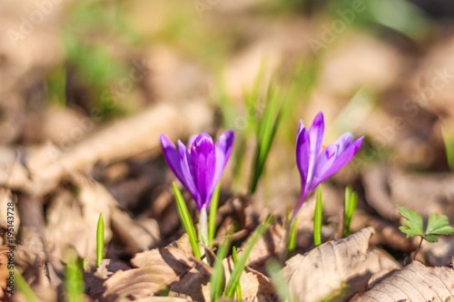 Close-up of early spring new growth, vibrant crocus flowers