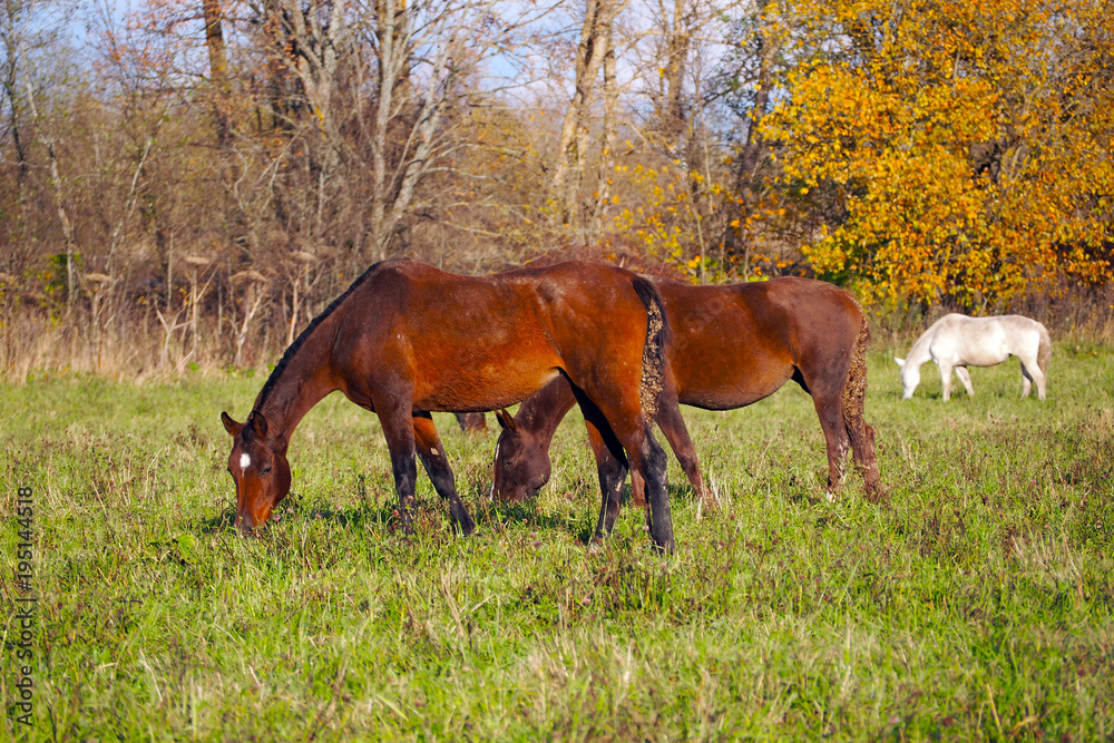 Herd of wild horses grazing in the summer in the meadow. Free Mustangs in the field. Herd of wild horses grazing in the summer in the meadow. Free Mustangs in the field.