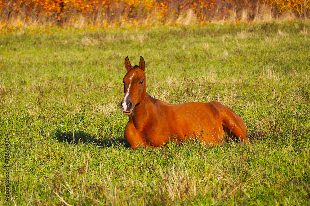 A pregnant young Horse lies on the Sunny grass. Mustang free in the herd on the field. A pregnant young Horse lies on the Sunny grass. Mustang free in the herd on the field.