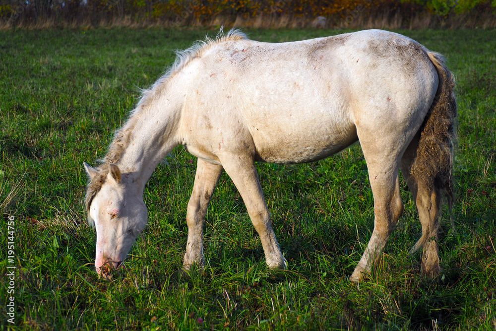 Wild unkempt white horse grazing in a green field. Wild unkempt white horse grazing in a green field.