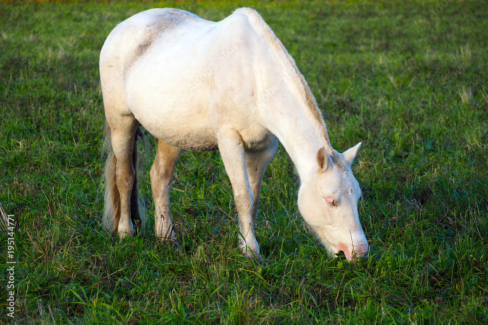 White Mongolian wild horse grazing on a green field. White Mongolian wild horse grazing on a green field.