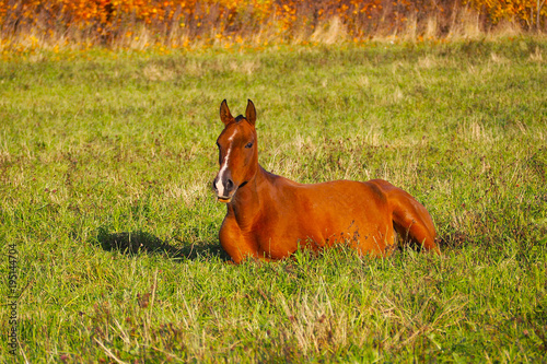 A pregnant young Horse lies on the Sunny grass. Mustang free in the herd on the field.