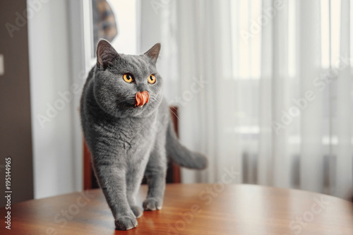 cat licks nose, beautiful British gray cat, close-up portrait, Gray background, large yellow eyes, arrogant animal on the table, harmful © denisval
