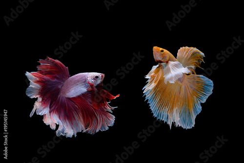 Close up movement of Multi colour siamese fighting fish (Big ear and Half moon,Twin Betta splendens)isolated on black background,Thailand
