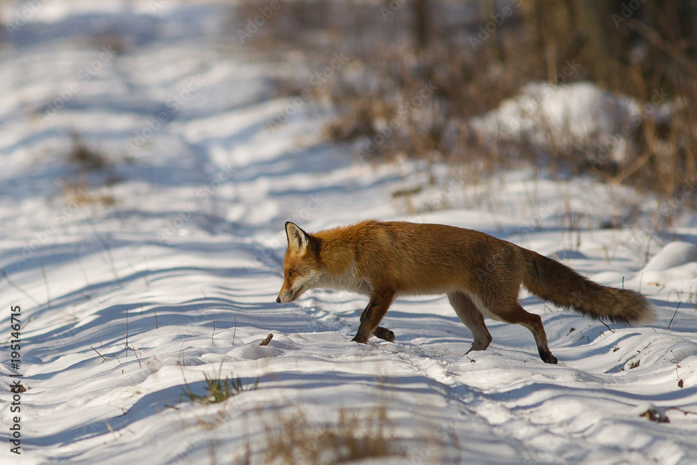 Fototapeta premium Lisek 