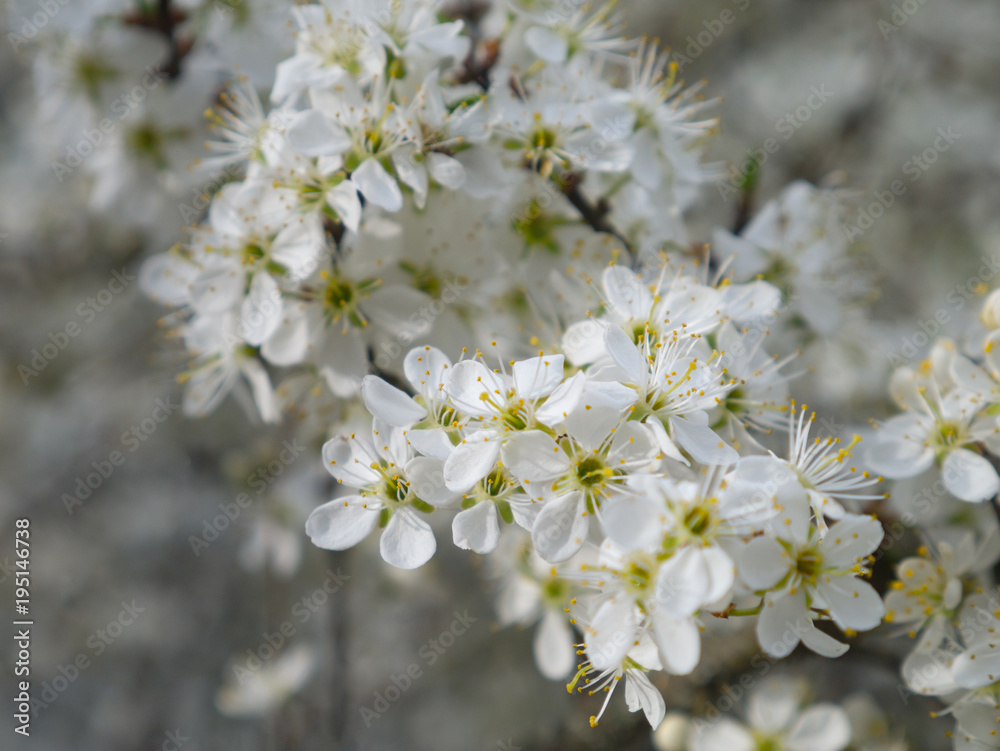Blooming pear. Branch of spring white flowers. Closeup
