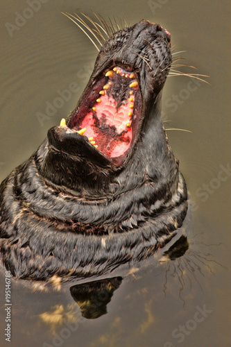 Gray seal  Halichoerus grypus  Baltic Sea  Lithuania