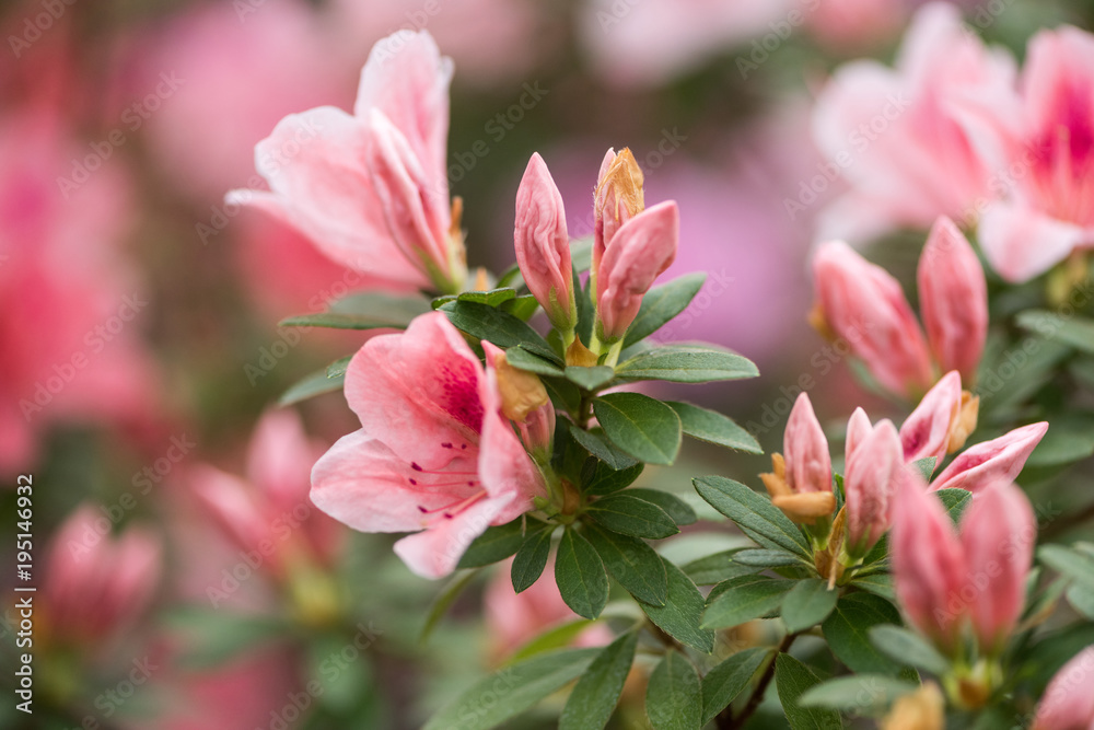Fototapeta premium close-up view of beautiful tender pink flowers and buds with green leaves
