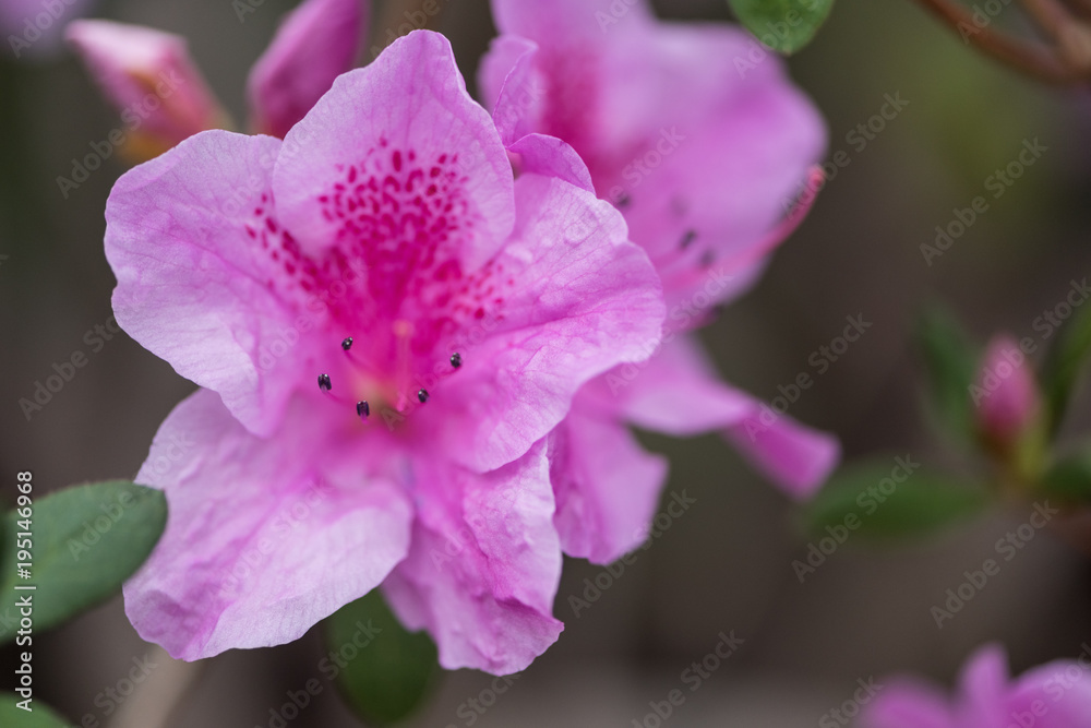 close-up view of beautiful fresh blooming violet flowers close-up view of beautiful fresh blooming violet flowers