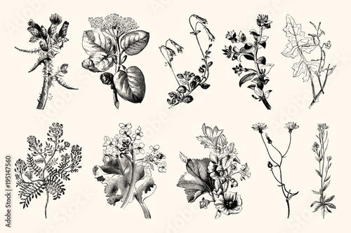 Botanica Line Art - Vintage Floral Engravings