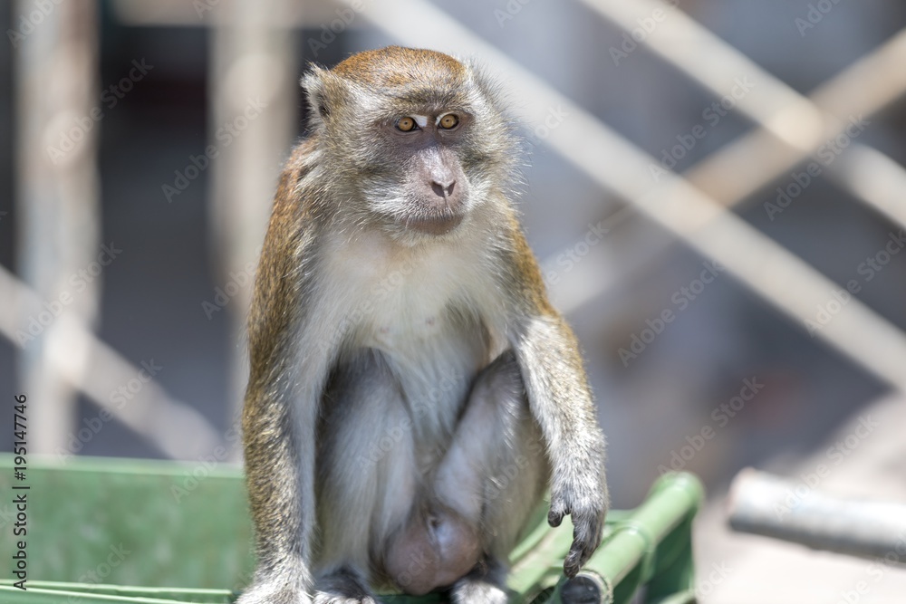 Obraz premium Kuala Lumpur