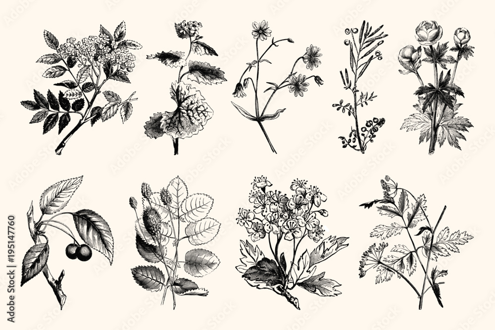 Vintage Floral Line Art - Early 1800s Botanical Illustrations - obrazy, fototapety, plakaty 
