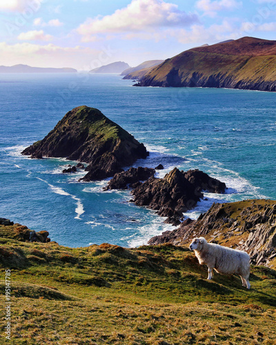 Dingle sheep
