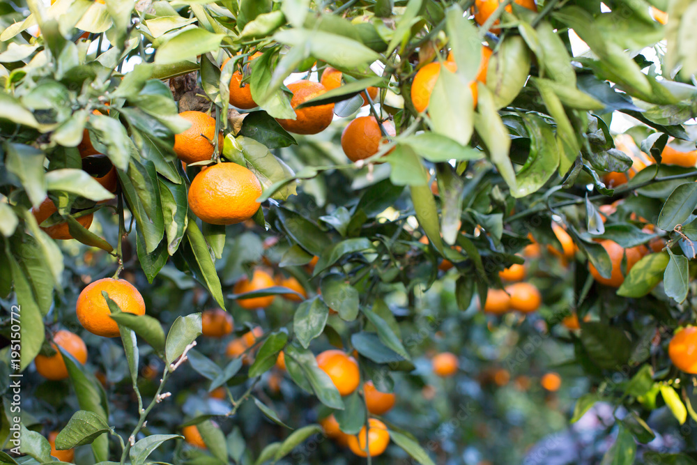 Tangerines are Hanging from Trees