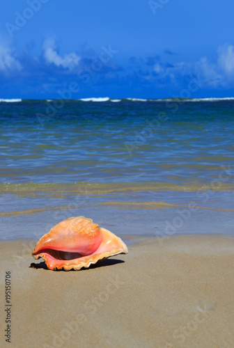 Sea shell on tropical beach.