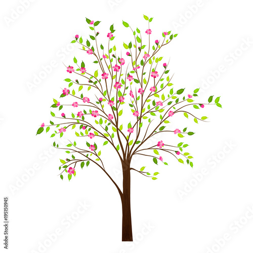 Naklejka Wiosny drzewo z kwiatami odizolowywającymi na białym tło wektorze