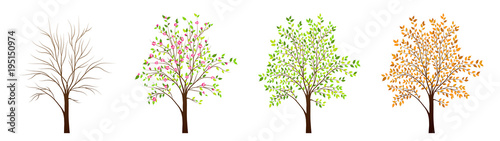 Four seasons of tree vector