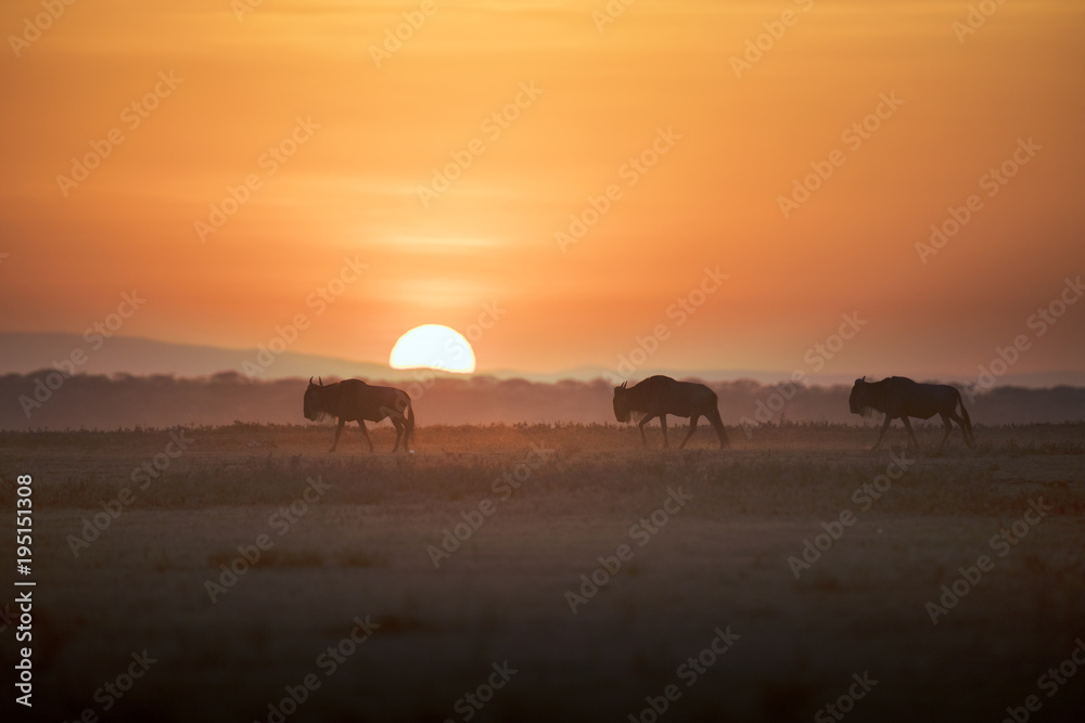 African landscape while in safari